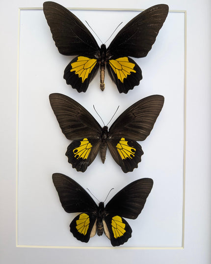 Framed Troides Butterfly Display, Ethically Sourced Entomology (A3)
