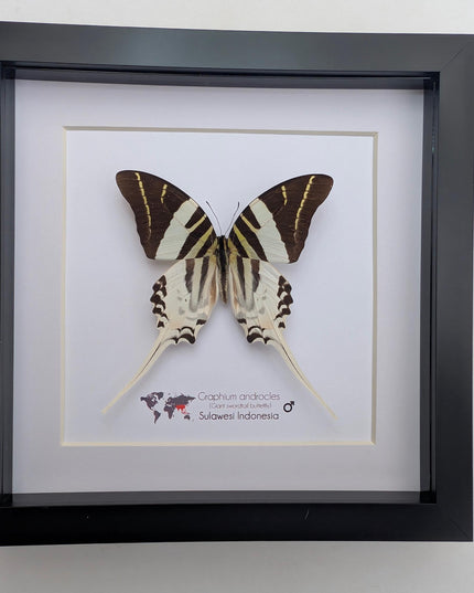 Graphium androcles, Androcles Swallowtail, wall decor, ethically sourced, nature art, taxidermy, 8x8