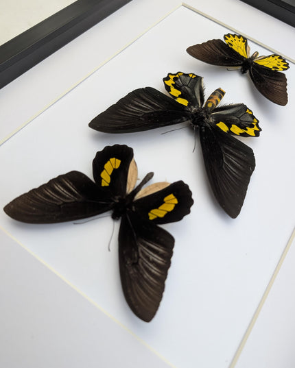 Framed Troides Butterfly Display, Taxidermy Entomology Art