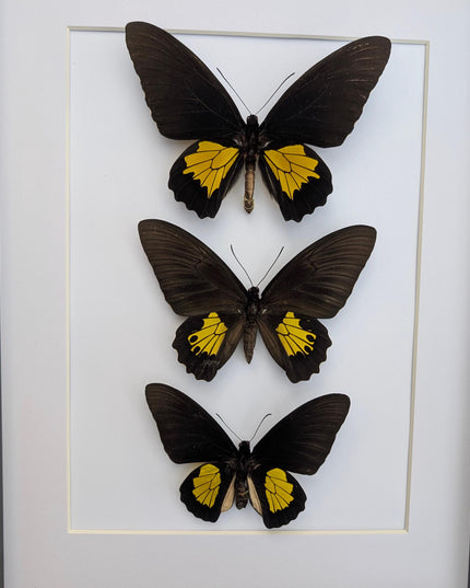 Framed Troides Butterfly Display, Ethically Sourced Entomology (A3)
