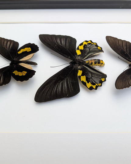 Framed Troides Butterfly Display, Taxidermy Entomology Art