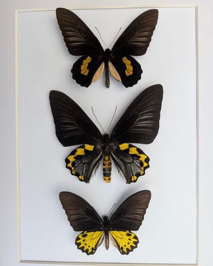 Framed Troides Butterfly Display, Taxidermy Entomology Art