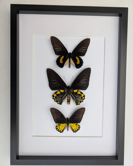 Framed Troides Butterfly Display, Taxidermy Entomology Art