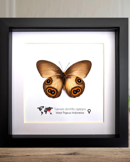 Real Owl Butterfly Taxidermy: Framed Entomology Wall Decor