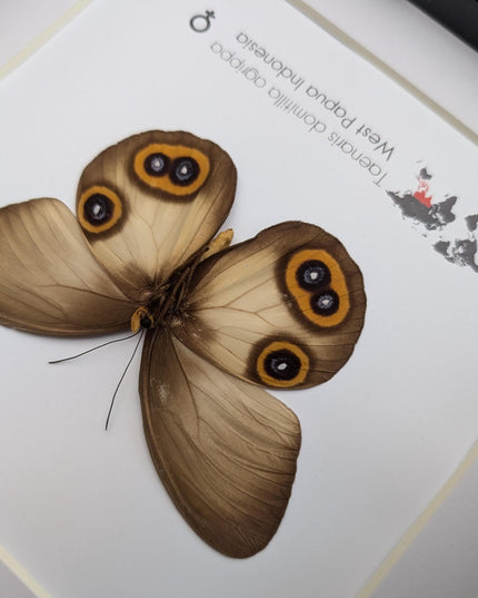 Real Owl Butterfly Taxidermy: Framed Entomology Wall Decor