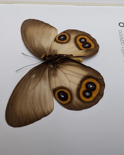 Real Owl Butterfly Taxidermy: Framed Entomology Wall Decor