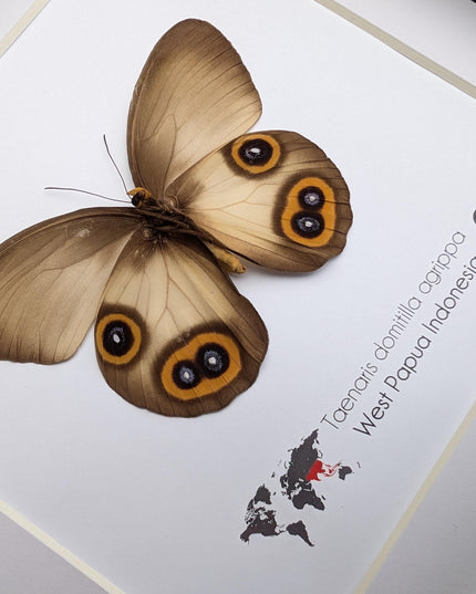 Real Owl Butterfly Taxidermy: Framed Entomology Wall Decor