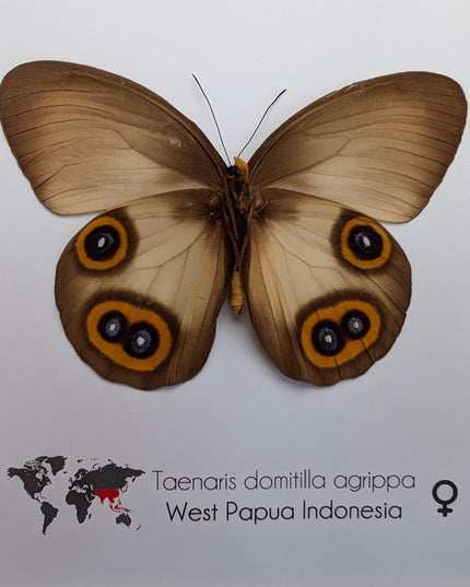 Real Owl Butterfly Taxidermy: Framed Entomology Wall Decor
