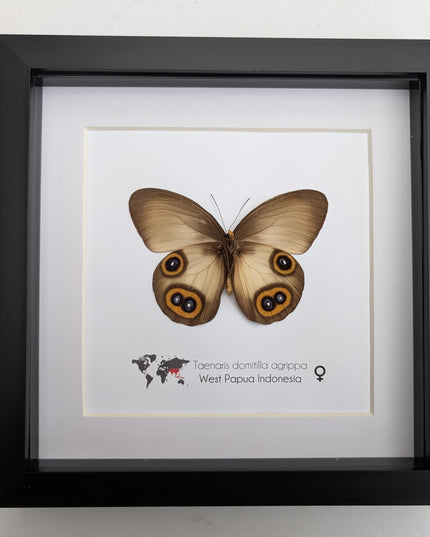 Real Owl Butterfly Taxidermy: Framed Entomology Wall Decor