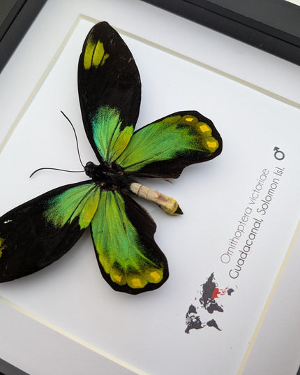 Framed Queen Victoria Birdwing Butterfly Taxidermy, 8"x8" Black Frame