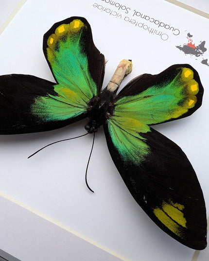 Framed Queen Victoria Birdwing Butterfly Taxidermy, 8"x8" Black Frame