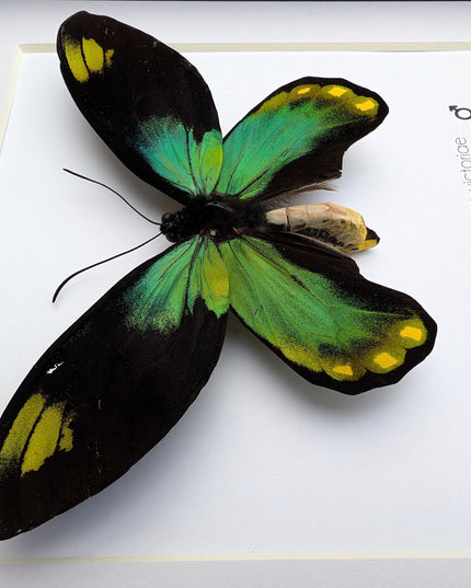 Framed Queen Victoria Birdwing Butterfly Taxidermy, 8"x8" Black Frame