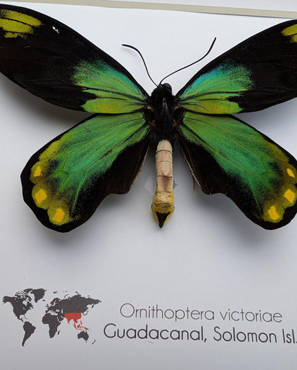 Framed Queen Victoria Birdwing Butterfly Taxidermy, 8"x8" Black Frame