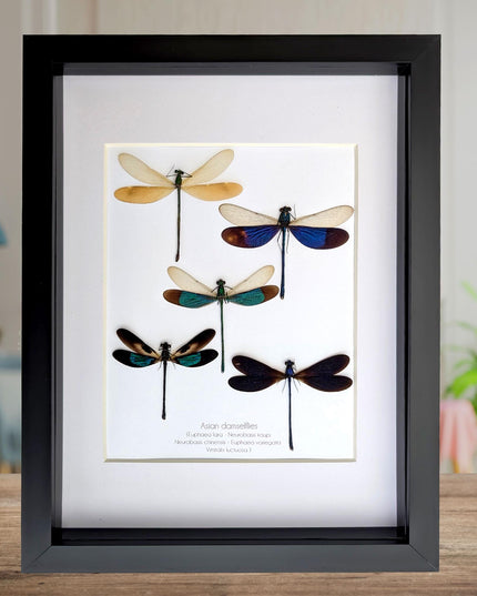 Framed metallic Asian Damselflies display five specimens,  frame A4