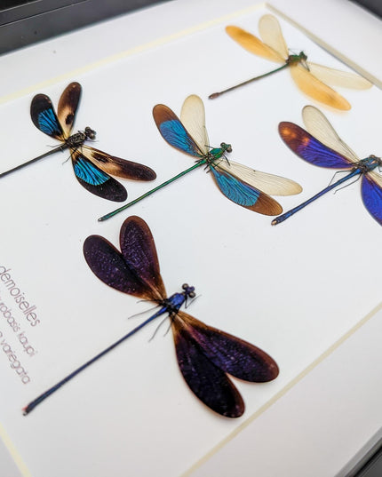 Framed metallic Asian Damselflies display five specimens,  frame A4