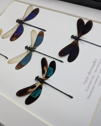 Framed metallic Asian Damselflies display five specimens,  frame A4