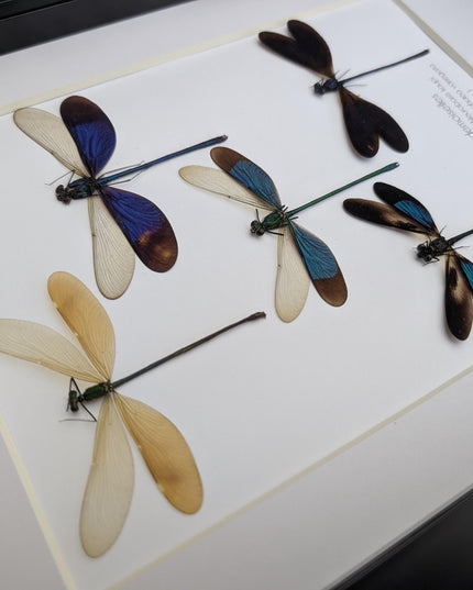 Framed metallic Asian Damselflies display five specimens,  frame A4