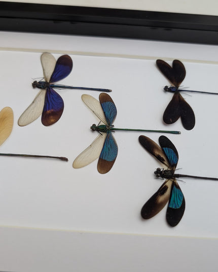 Framed metallic Asian Damselflies display five specimens,  frame A4