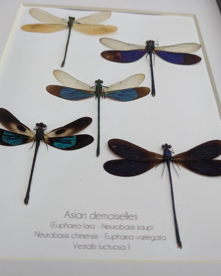 Framed metallic Asian Damselflies display five specimens,  frame A4