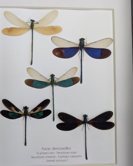 Framed metallic Asian Damselflies display five specimens,  frame A4