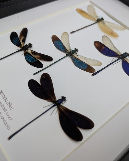 Framed metallic Asian Damselflies display five specimens,  frame A4
