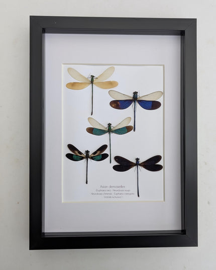 Framed metallic Asian Damselflies display five specimens,  frame A4