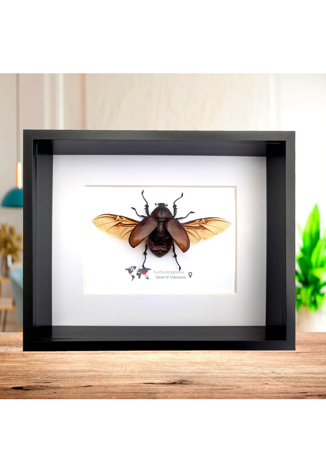 Eurichus Longimanus Beetle Taxidermy: 8x10 Entomology Wall Art
