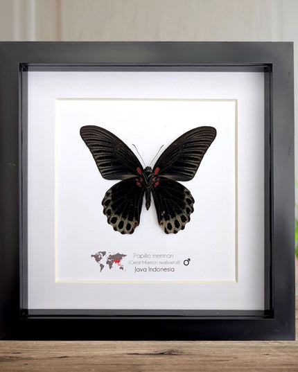 Framed Swallowtail Butterfly Art: Papilio Memnon male ventral view, 8x8 Nature Display