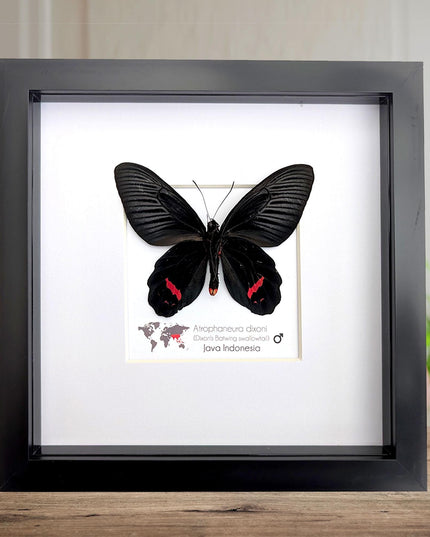 Framed Atrophaneura dixoni, Dixon’s windmill swallowtail Taxidermy, Ventral view Entomology Wall Art (8x8)