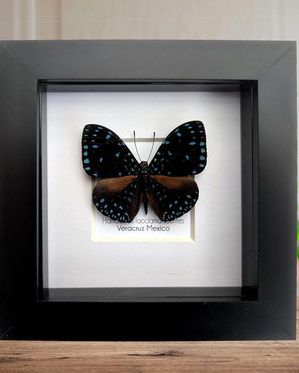 Framed Blue Cracker Butterfly Taxidermy, Entomology Gift (4x4)