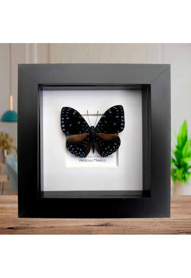 Framed Blue Cracker Butterfly Taxidermy, Entomology Gift (4x4)