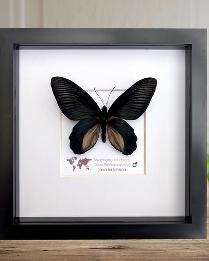 Framed Atrophaneura dixoni, Dixon’s windmill swallowtail Taxidermy, Entomology Wall Art (8x8)