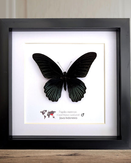 Framed Swallowtail Butterfly Art: Papilio Memnon male, 8x8 Nature Display
