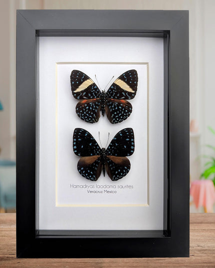 Framed Blue Cracker Butterfly Pair, Mexican Taxidermy Display (7x5)