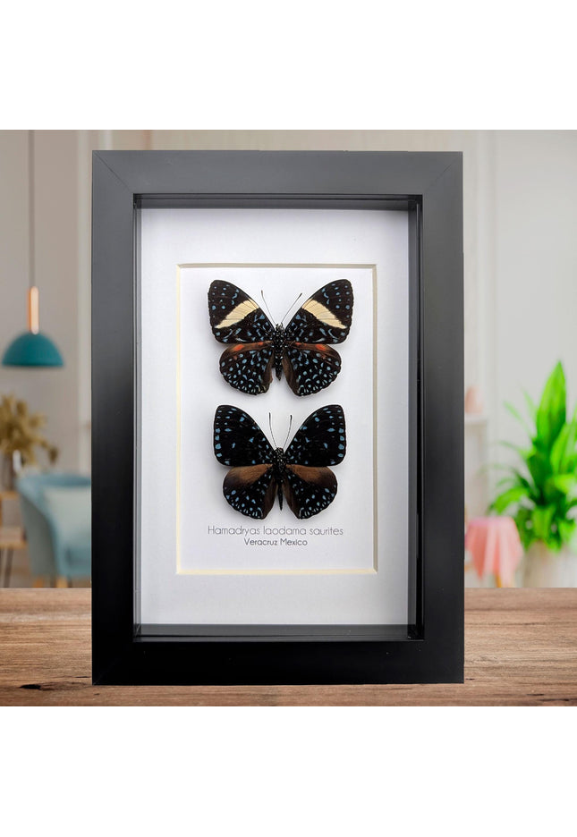 Framed Blue Cracker Butterfly Pair, Mexican Taxidermy Display (7x5)