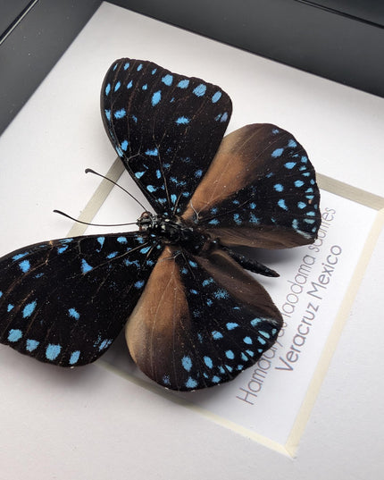 Framed Blue Cracker Butterfly Taxidermy, Entomology Gift (4x4)