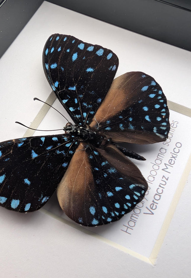 Framed Blue Cracker Butterfly Taxidermy, Entomology Gift (4x4)