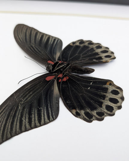 Framed Swallowtail Butterfly Art: Papilio Memnon male ventral view, 8x8 Nature Display