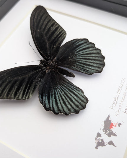 Framed Swallowtail Butterfly Art: Papilio Memnon male, 8x8 Nature Display