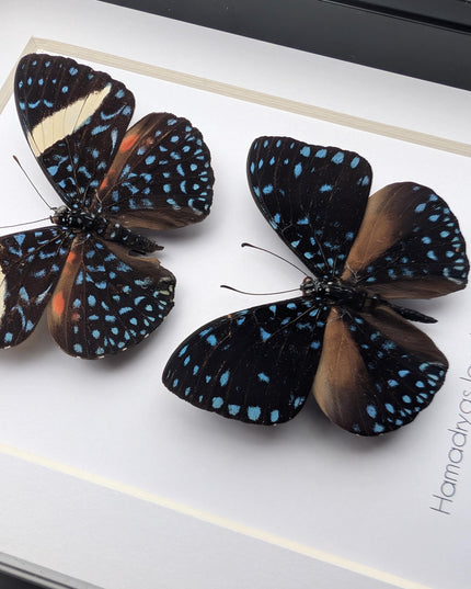 Framed Blue Cracker Butterfly Pair, Mexican Taxidermy Display (7x5)