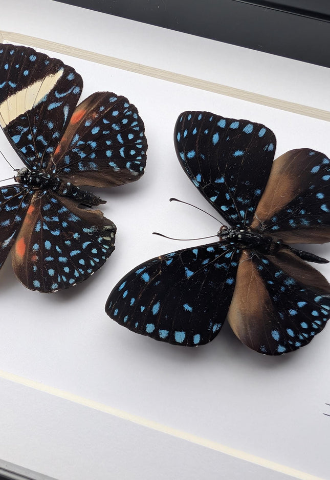 Framed Blue Cracker Butterfly Pair, Mexican Taxidermy Display (7x5)