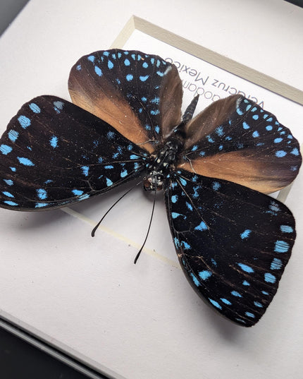 Framed Blue Cracker Butterfly Taxidermy, Entomology Gift (4x4)