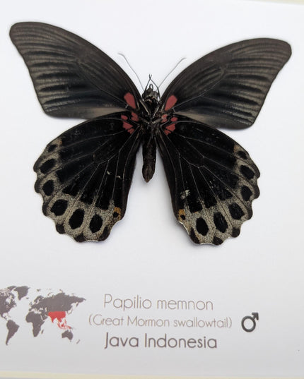 Framed Swallowtail Butterfly Art: Papilio Memnon male ventral view, 8x8 Nature Display