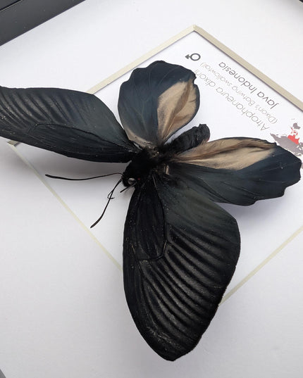 Framed Atrophaneura dixoni, Dixon’s windmill swallowtail Taxidermy, Entomology Wall Art (8x8)