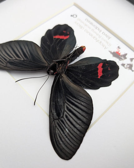 Framed Atrophaneura dixoni, Dixon’s windmill swallowtail Taxidermy, Ventral view Entomology Wall Art (8x8)