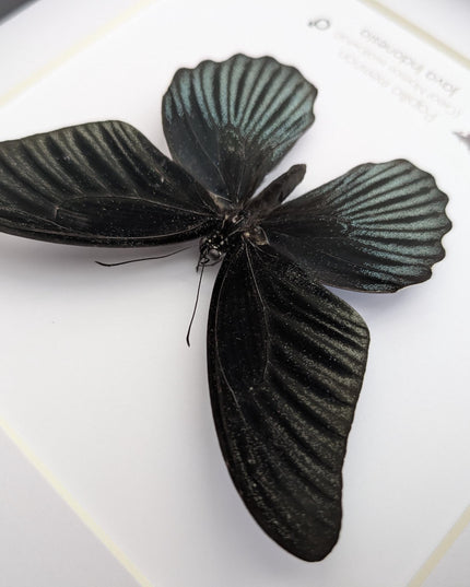 Framed Swallowtail Butterfly Art: Papilio Memnon male, 8x8 Nature Display