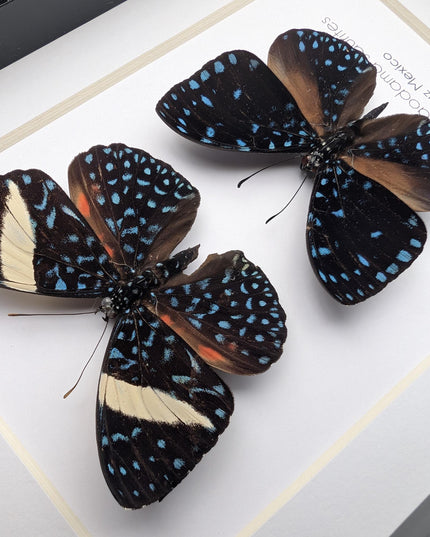 Framed Blue Cracker Butterfly Pair, Mexican Taxidermy Display (7x5)