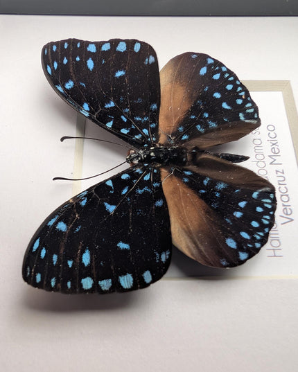 Framed Blue Cracker Butterfly Taxidermy, Entomology Gift (4x4)