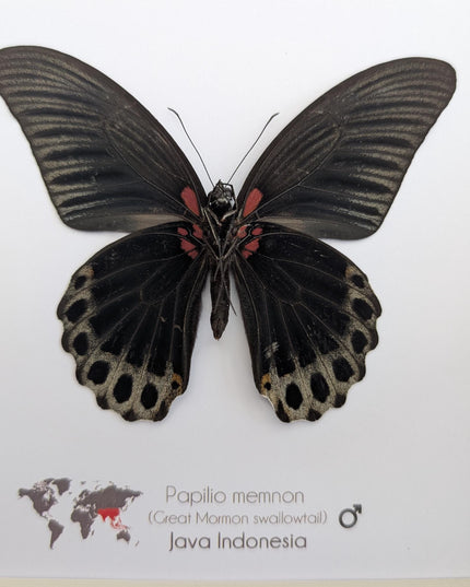 Framed Swallowtail Butterfly Art: Papilio Memnon male ventral view, 8x8 Nature Display