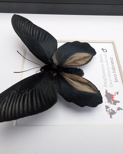 Framed Atrophaneura dixoni, Dixon’s windmill swallowtail Taxidermy, Entomology Wall Art (8x8)